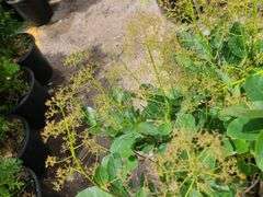 Smoke Bush