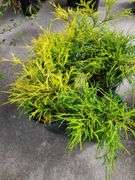 4) False Cypress