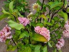 2) Hydrangea
