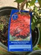 3) Burning Bush Euonymus
