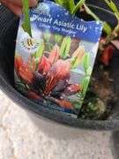 2) Dwarf Asiatic Lilies