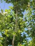 Northern Red Oak