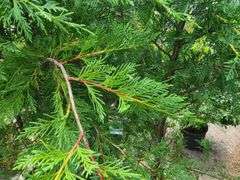 3) Arborvitae