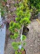 Japanese White Pine