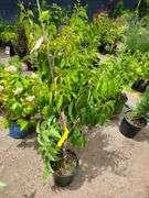 2) Seven Son Flower Tree