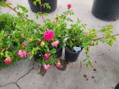 3) Rose Bush