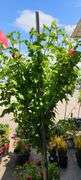 Hibiscus Rose of Sharon Tree