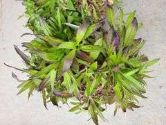 2) Dianthus Sooty