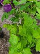 2) Raspberry Plants