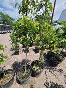 2) Cleveland Select Flowering Pear Trees