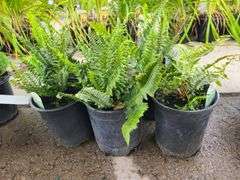 6) Polystichum Munitum Western Sword