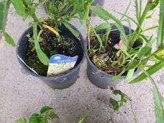 2) Shasta Daisies