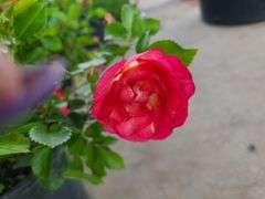 4) Rose Bush