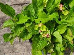 2) Hydrangea