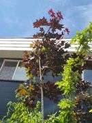 Crimson King Maple