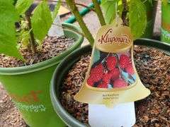 2) Red Raspberry