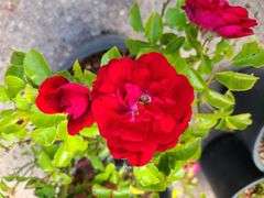 2) Rose Bush