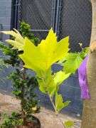 London Plane Tree