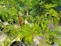 Bald Cypress