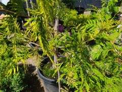 Varigated Western Red Cedar