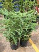 2) Colorado Blue Spruce