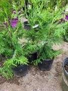 3) Green Giant Arborvitaes