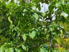 American Hornbeam Tree