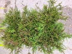 6) Heather Bushes