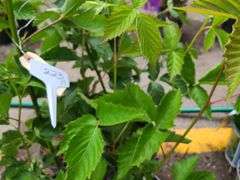 4) Thornless Boysenberry
