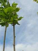 London Plane Tree