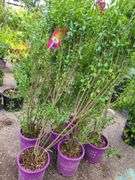6) Ligustrum Ovalifolium (California Privet)