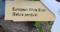 European White Birch, Flowering Crabapple