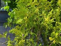 Dark American Arborvitae