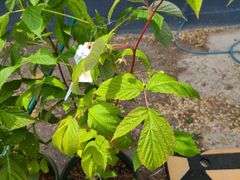 2) Red Raspberry
