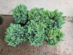6) Blue Star Juniper