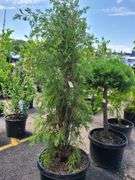 Cedar Tree