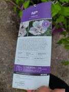 3) Hibiscus Syriacus Minspots