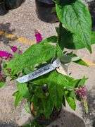 Blue Chip Butterfly Bush