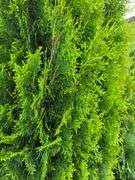2) Emerald Arbovitas