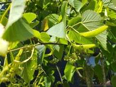 Linden Tree