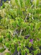Chinese Dogwood