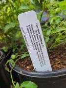 3) Highbush Blueberry