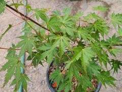 Patsy Japanese Maple