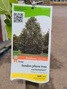 London Plane Tree