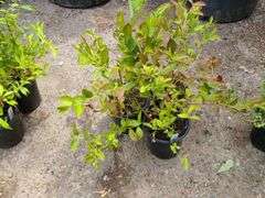 3) Highbush Blueberry