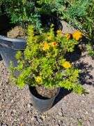 Juniperus Hor Blue Chip, Marmalade Pontenilla