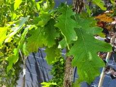 Oak Tree