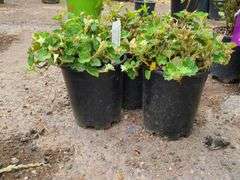 3) Creeping Raspberry
