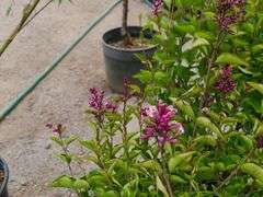 2) Josee Reblooming Lilac