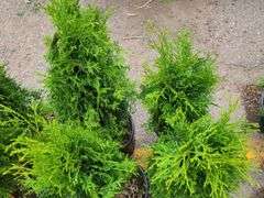 4) Emerald Green Arborvitae